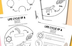 Life Cycle Of A Bee Worksheets