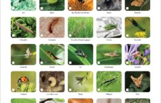 Minibeasts Nature Activity With Free Poster