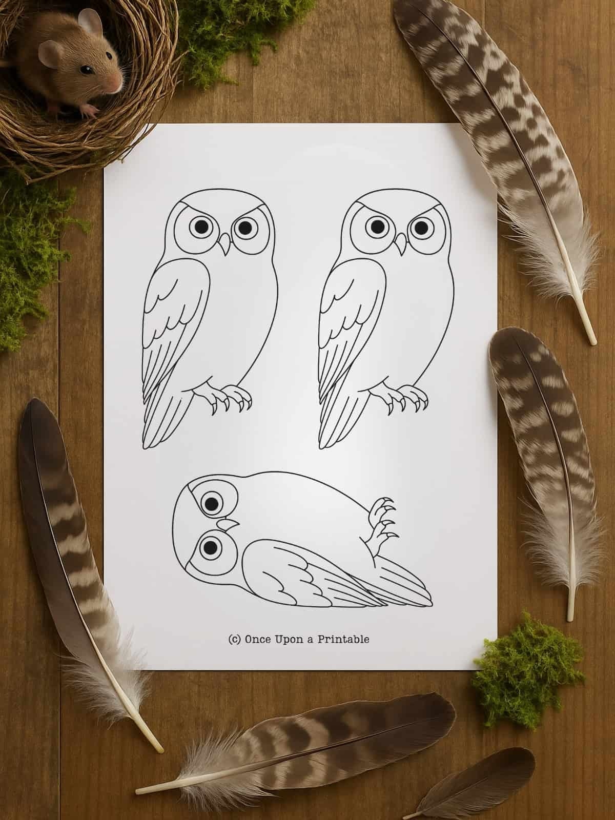 Owl Template