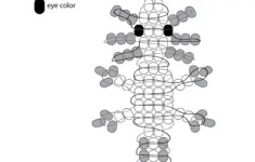 Pony Bead Axolotl