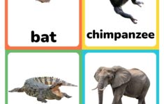 Zoo Animal Flashcards