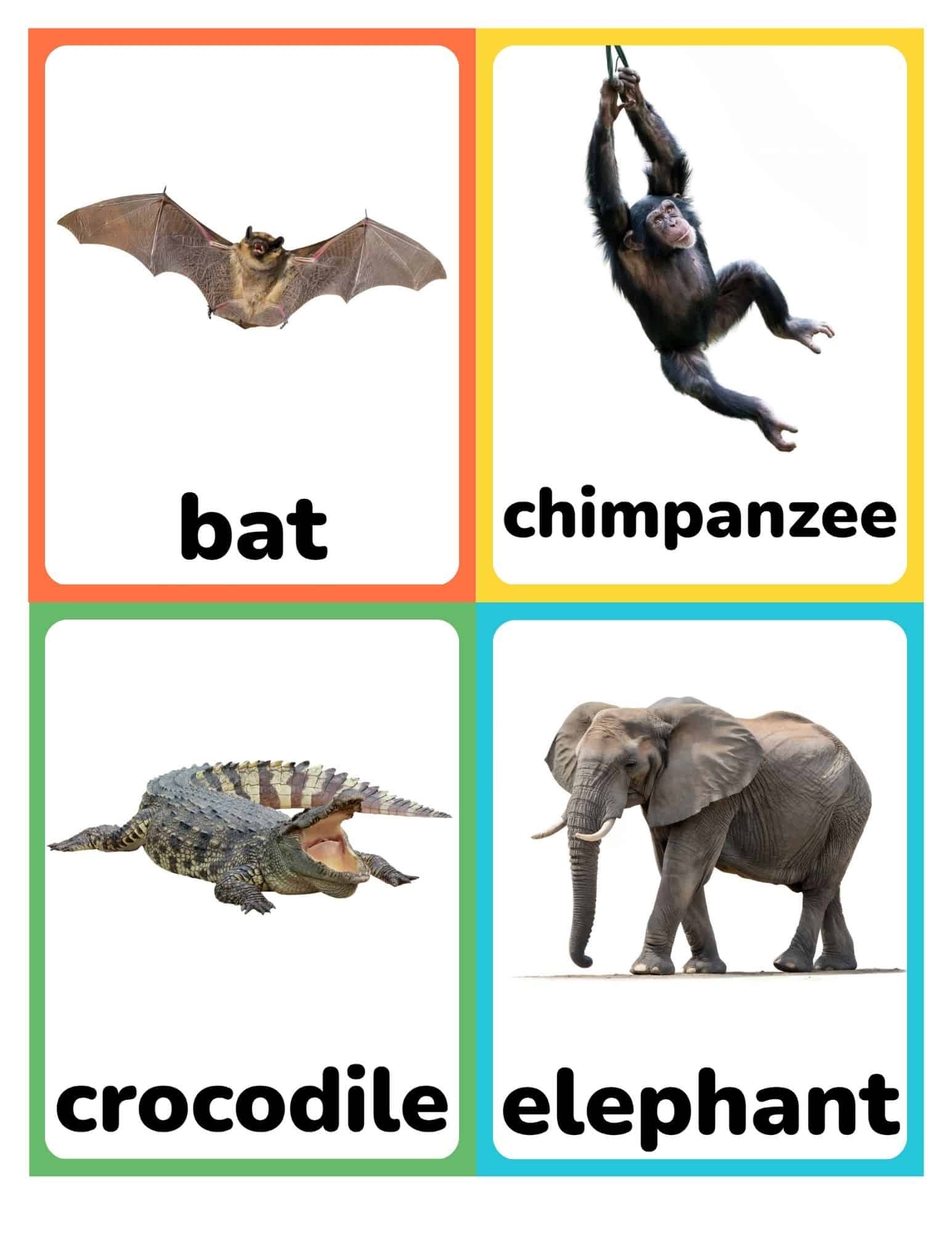 Zoo Animal Flashcards Zoo Animal Flashcards