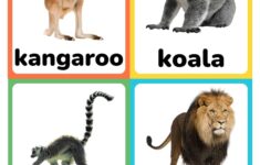 Zoo Animal Flashcards