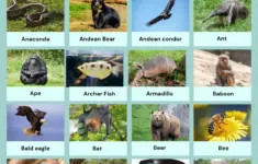 Zoo Animals