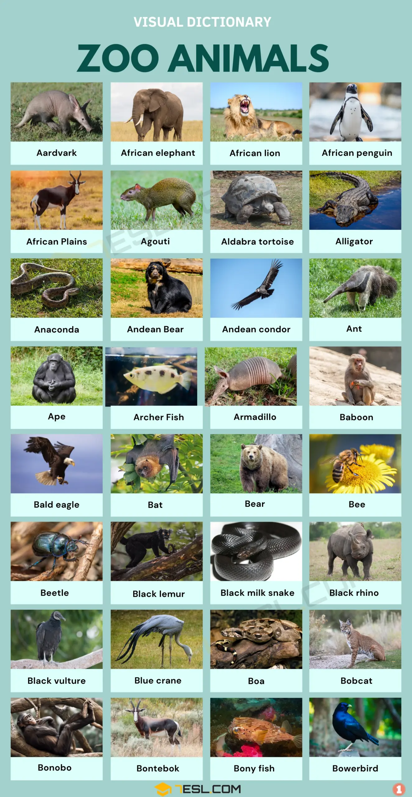 Zoo Animals Zoo Animals